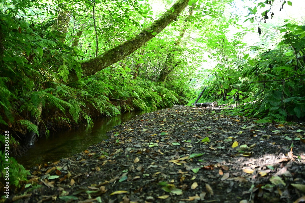 Obraz premium tree in the forest