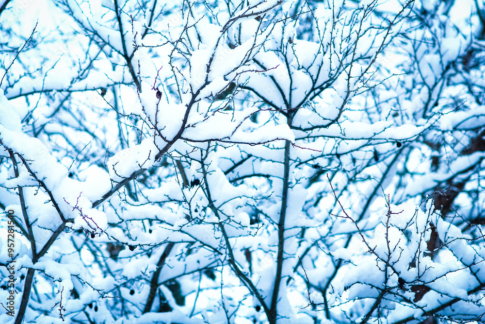 Fototapeta premium A Tree covered with snow in the park on nature background