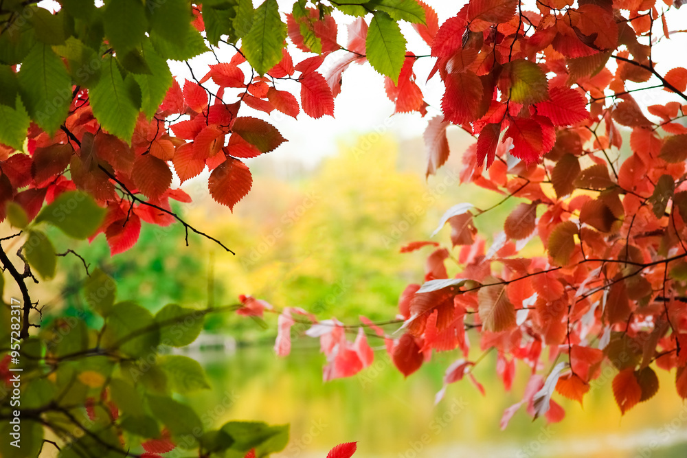 Beautiful autumn background in a park on the nature Beautiful autumn background in a park on the nature
