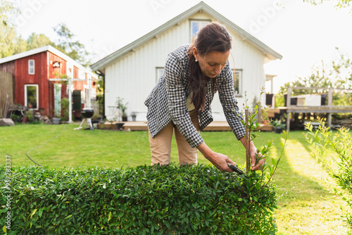 Handy Woman Cutting Garden Hedge with Pruning Shears photo
