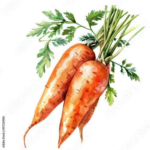 Watercolor vector of Carrot, isolated on a white background, and Carrot vector