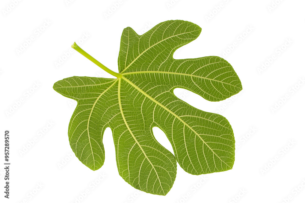 Fig leaves on the white background