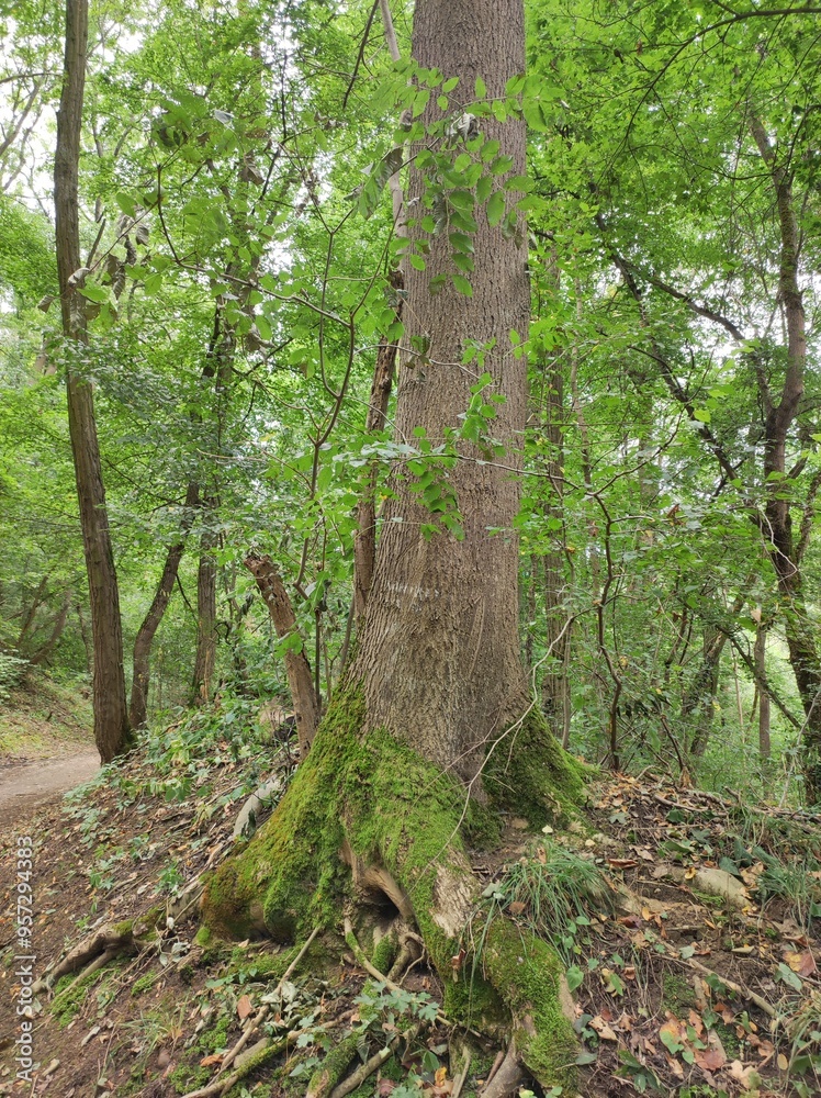 Naklejka premium Green forest, tree stem and roots covered with moss