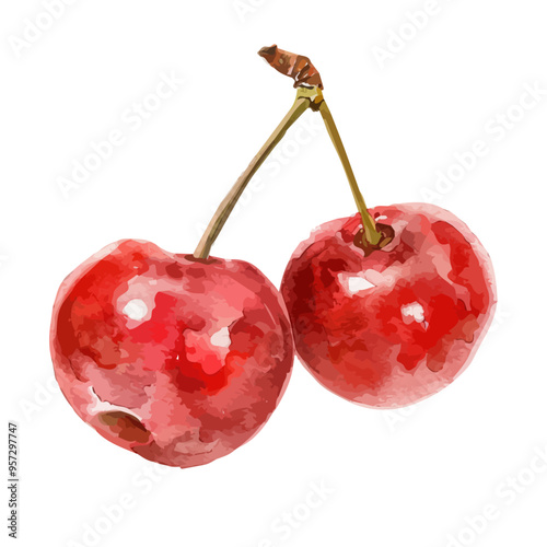 Watercolor of cherry, isolated on a white background, and cherry vector