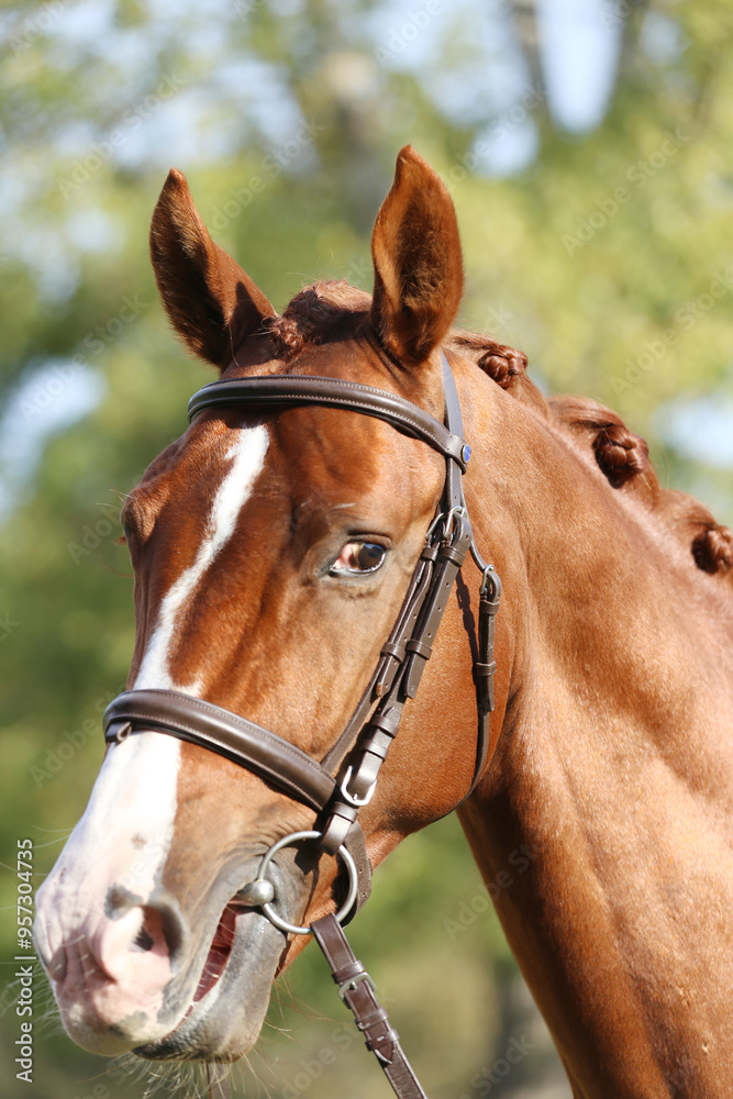 Extreme closeup of a domestic saddle horse on a rural animal farm. Portrait of an angloarabian chestnut colored stallion against green natural background Extreme closeup of a domestic saddle horse on a rural animal farm. Portrait of an angloarabian chestnut colored stallion against green natural background