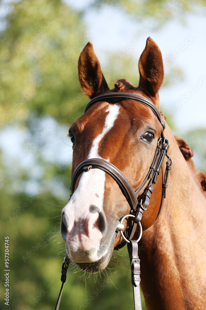 Obraz premium Extreme closeup of a domestic saddle horse on a rural animal farm. Portrait of an angloarabian chestnut colored stallion against green natural background