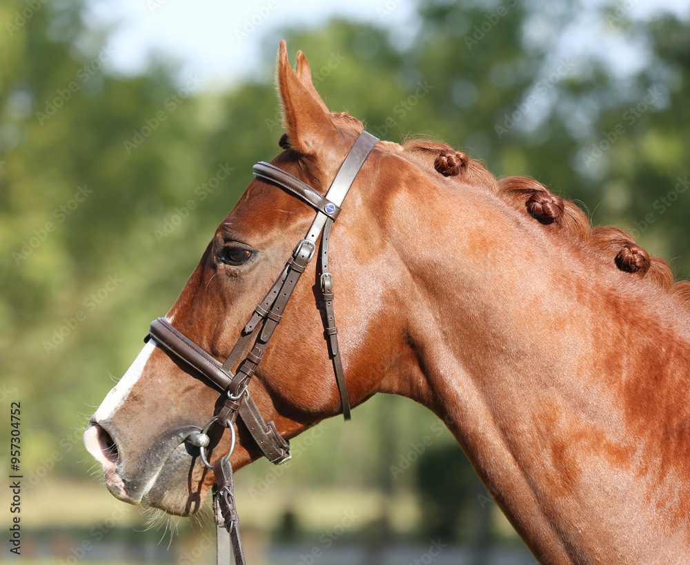 Fototapeta premium Extreme closeup of a domestic saddle horse on a rural animal farm. Portrait of an angloarabian chestnut colored stallion against green natural background