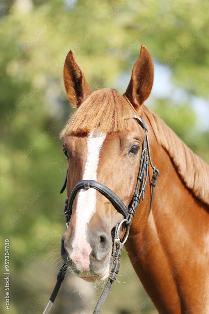 Obraz premium Extreme closeup of a domestic saddle horse on a rural animal farm. Portrait of an angloarabian chestnut colored stallion against green natural background