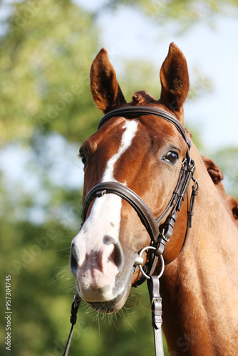 Extreme closeup of a domestic saddle horse on a rural animal farm. Portrait of an angloarabian chestnut colored stallion against green natural background photo