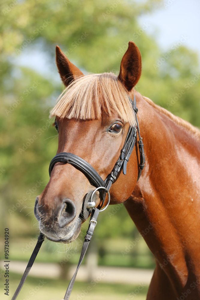Fototapeta premium Extreme closeup of a domestic saddle horse on a rural animal farm. Portrait of an angloarabian chestnut colored stallion against green natural background