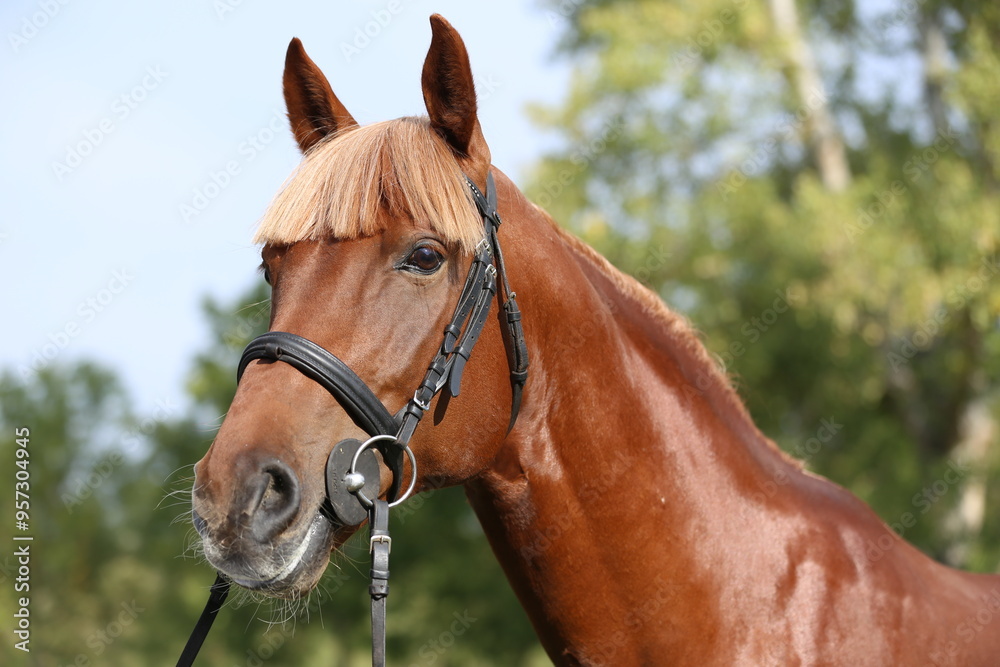 Extreme closeup of a domestic saddle horse on a rural animal farm. Portrait of an angloarabian chestnut colored stallion against green natural background Extreme closeup of a domestic saddle horse on a rural animal farm. Portrait of an angloarabian chestnut colored stallion against green natural background