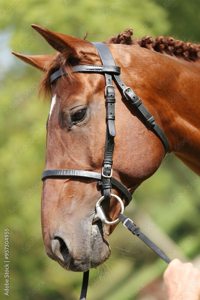 Fototapeta premium Extreme closeup of a domestic saddle horse on a rural animal farm. Portrait of an angloarabian chestnut colored stallion against green natural background