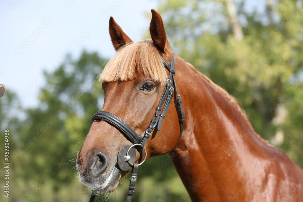 Obraz premium Extreme closeup of a domestic saddle horse on a rural animal farm. Portrait of an angloarabian chestnut colored stallion against green natural background