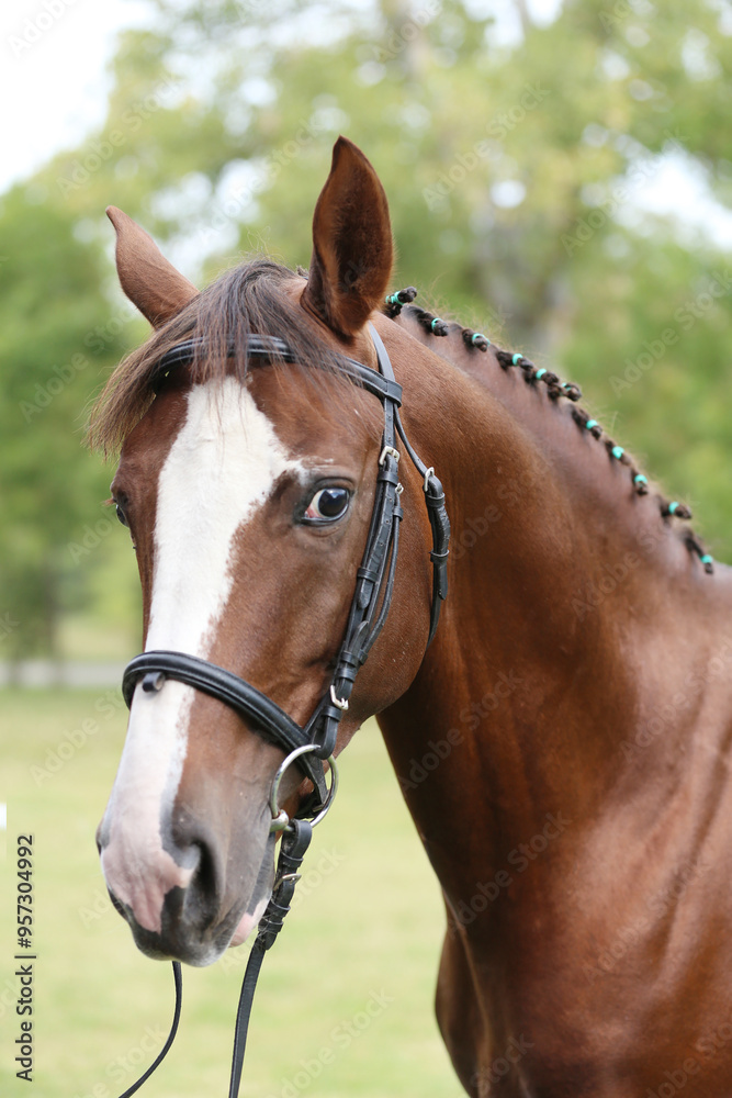 Extreme closeup of a domestic saddle horse on a rural animal farm. Portrait of an angloarabian chestnut colored stallion against green natural background Extreme closeup of a domestic saddle horse on a rural animal farm. Portrait of an angloarabian chestnut colored stallion against green natural background