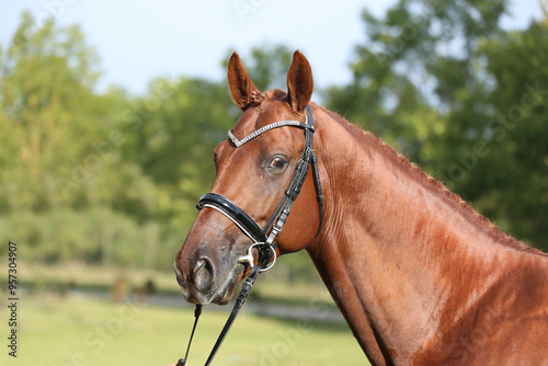 Extreme closeup of a domestic saddle horse on a rural animal farm. Portrait of an angloarabian chestnut colored stallion against green natural background photo