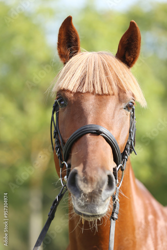 Extreme closeup of a domestic saddle horse on a rural animal farm. Portrait of an angloarabian chestnut colored stallion against green natural background photo