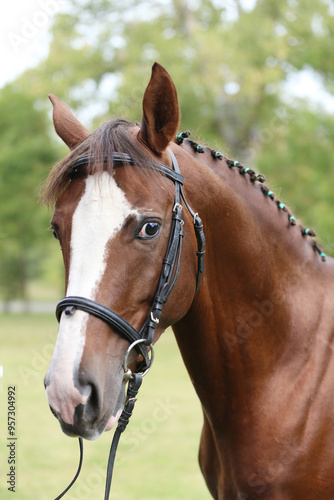 Extreme closeup of a domestic saddle horse on a rural animal farm. Portrait of an angloarabian chestnut colored stallion against green natural background