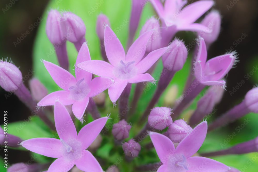 Pentas macro Pentas macro
