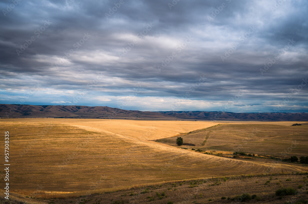 Sunset over Wheat fields with yellow wheat and dark blue sky, in Eastern Oregon. USA. Sunset over Wheat fields with yellow wheat and dark blue sky, in Eastern Oregon. USA.