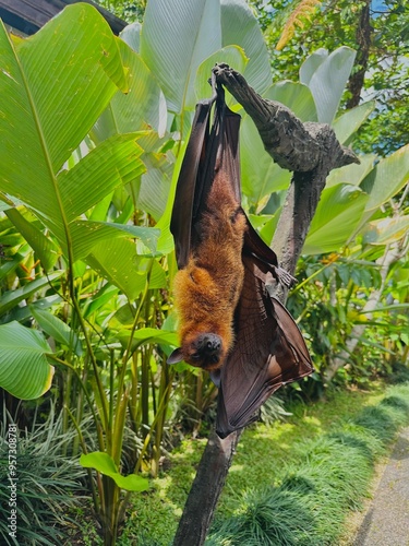 bat on tree photo