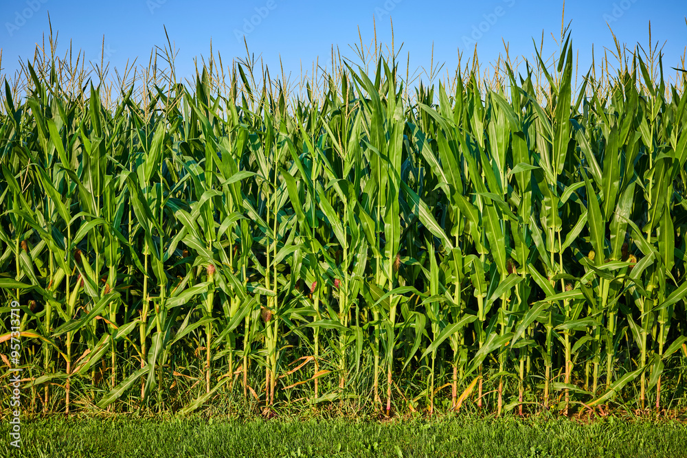 Obraz premium Lush Cornfield with Tall Green Stalks Against Blue Sky at Eye Level