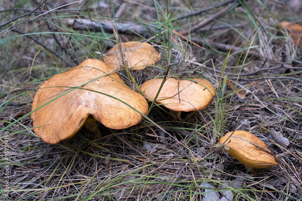 Mushrooms grow in forest in autumn, closeup. Mushrooms grow in forest in autumn, closeup.