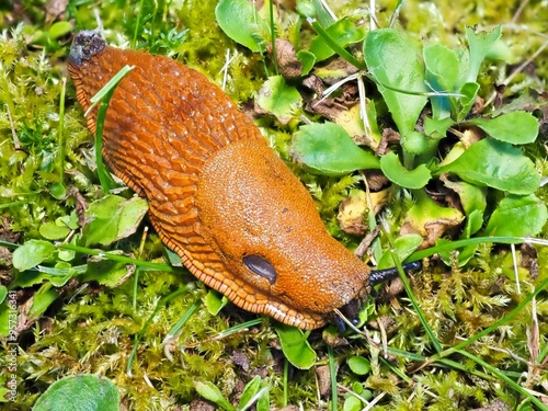 Makroaufnahme einer Roten Wegschnecke (Arion rufus) photo