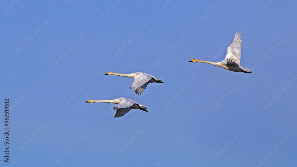 Fototapeta premium Three white swans flying on the sky. Whooper swan or common swan (Cygnus cygnus).