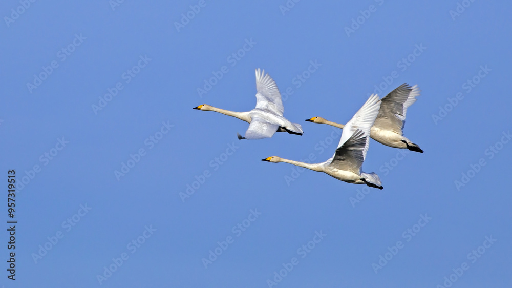 Three white swans flying on the sky. Whooper swan or common swan (Cygnus cygnus). Three white swans flying on the sky. Whooper swan or common swan (Cygnus cygnus).