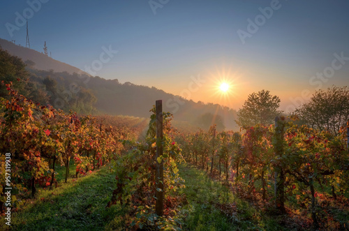 Sunset in the vineyards, Monte Venda, euganean hills, padua, veneto, italy