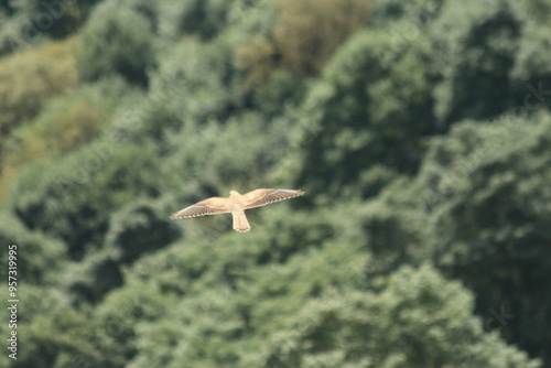 A Common Kestrel in Alsace 