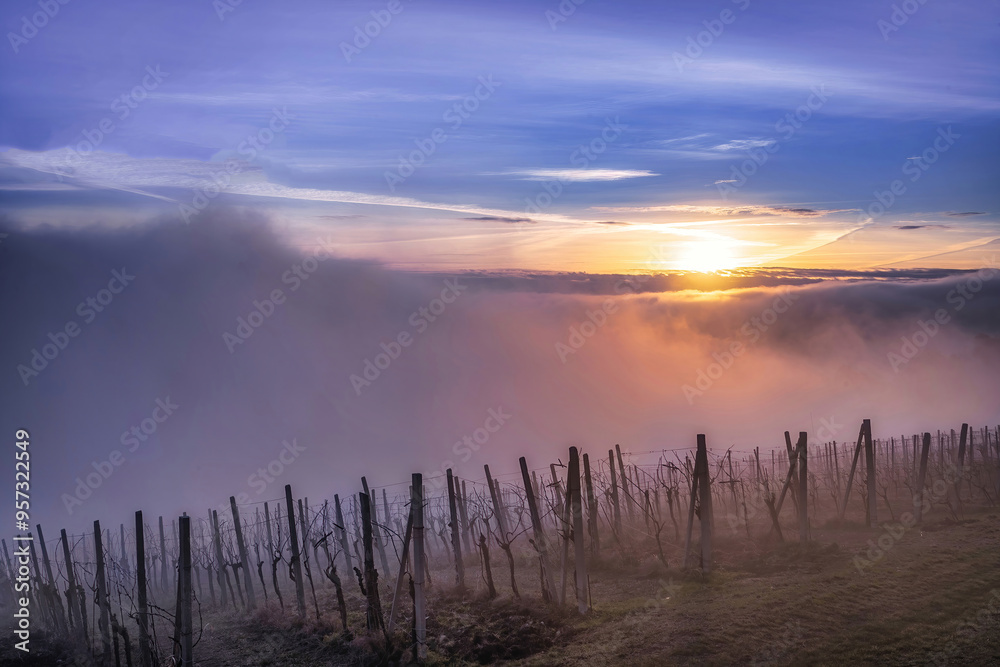 Sunrise over the vineyards, Monte Venda, Veneto, Italt Sunrise over the vineyards, Monte Venda, Veneto, Italt
