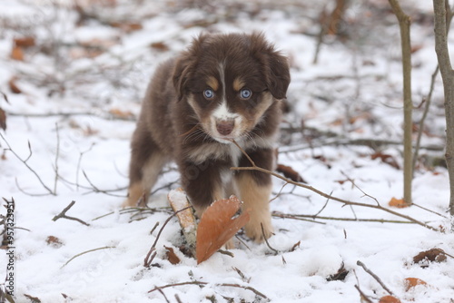 A small brown and white dog is standing in the snow with its head dow