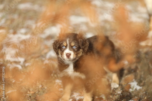 A small brown and white dog is standing in the snow with its head dow