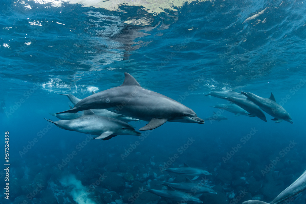 Indian Bottlenose Dolphin Indian Bottlenose Dolphin