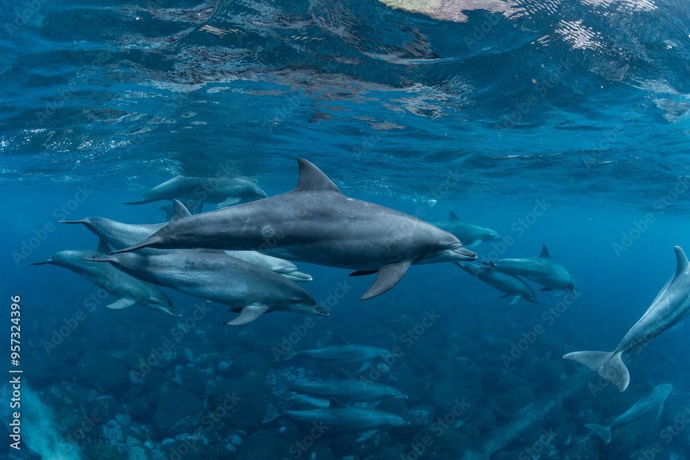 Indian Bottlenose Dolphin Indian Bottlenose Dolphin