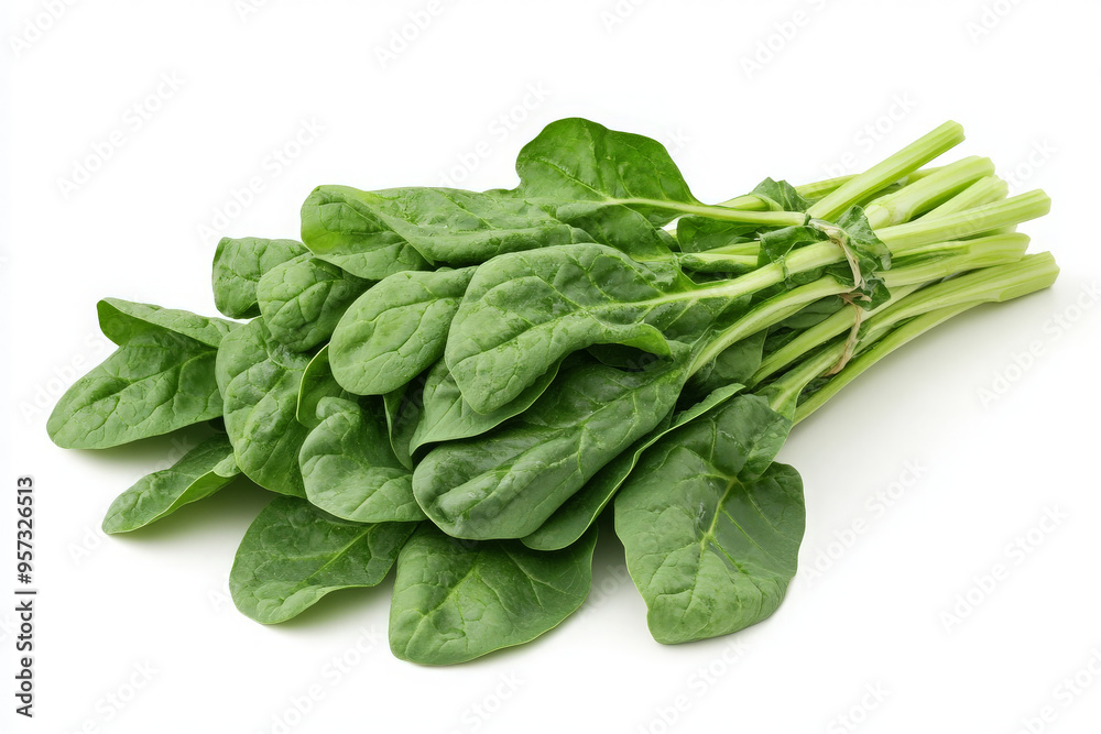 A bunch of fresh spinach leaves with stems tied together on a white background. A bunch of fresh spinach leaves with stems tied together on a white background.