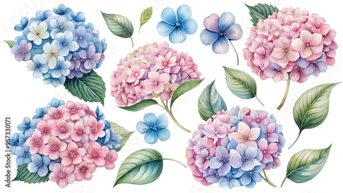Flower clipart set: soft pink and blue hydrangea flowers. Ideal for greetings, cards, packaging, spring designs, botanical illustrations and creative projects.