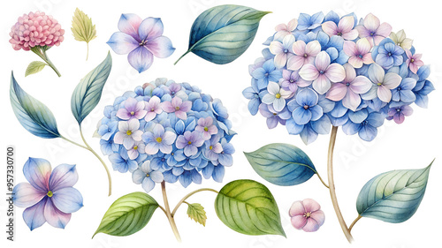 Set of flower clipart: blue hydrangea inflorescences. Ideal for greetings, cards, packaging, spring designs, botanical illustrations and creative projects.