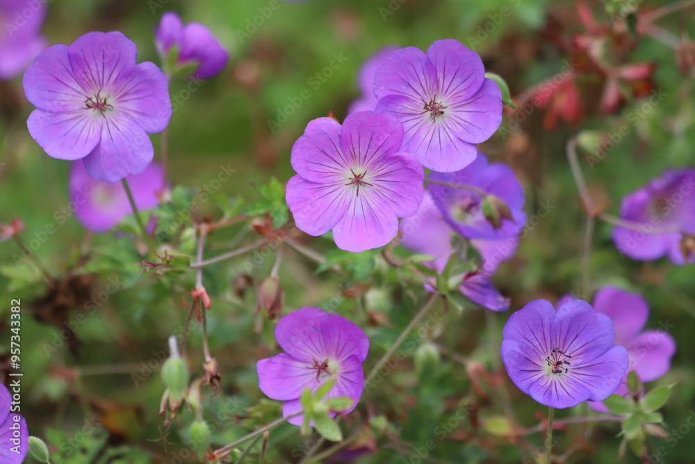 Purple flower of a Geranium also known as hardy geranium or cranesbill. Purple flower of a Geranium also known as hardy geranium or cranesbill.
