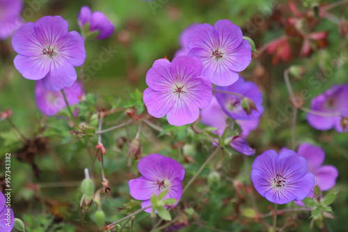 Purple flower of a Geranium also known as hardy geranium or cranesbill. 