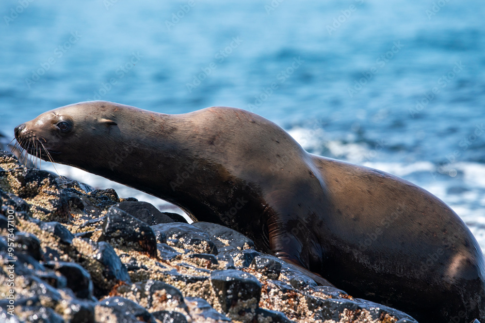 Fototapeta premium Young female sea lion on a rock, Iturup Island