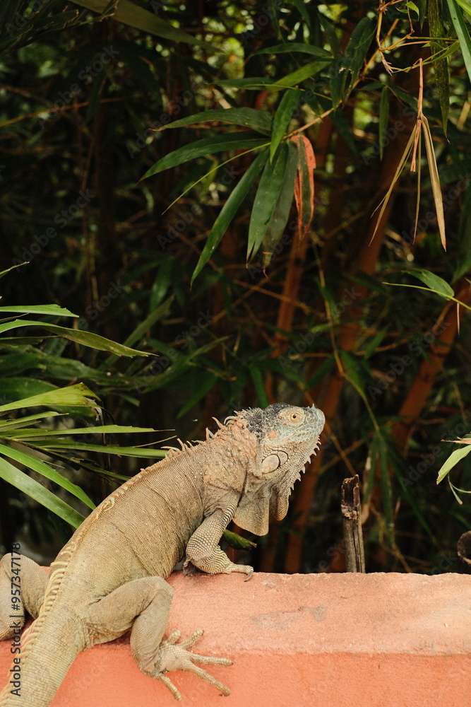 Iguana reptile tropical jungle wildlife Iguana reptile tropical jungle wildlife
