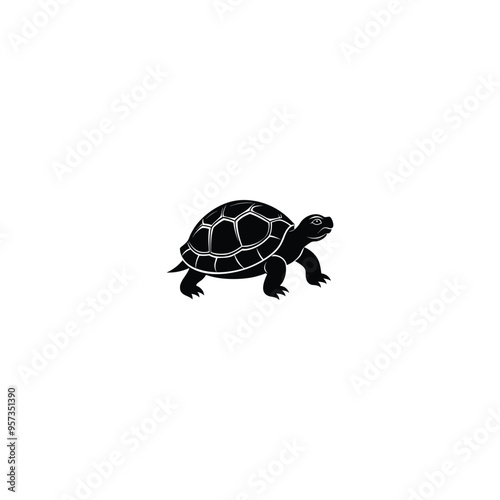 turtle isolated on white