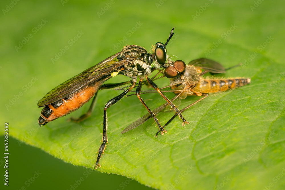 Robber fly feeding on another diptera on e green leaf with copy space Robber fly feeding on another diptera on e green leaf with copy space