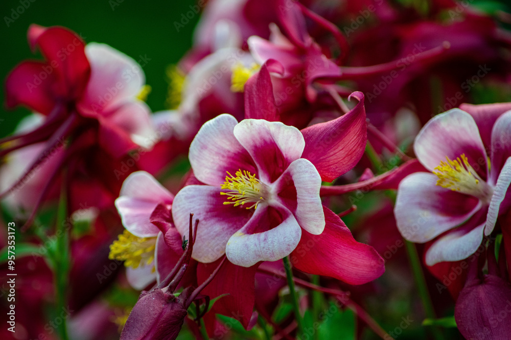 columbine in the garden columbine in the garden