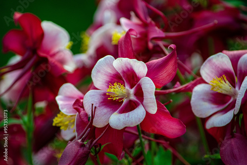 columbine in the garden