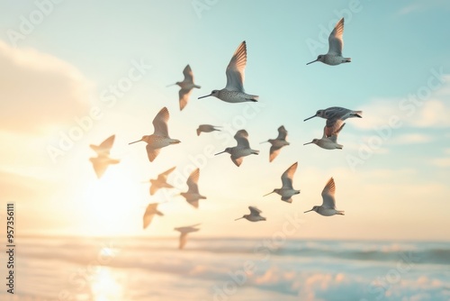 A Dunlin (Calidris alpina) flock flies along the beach during migration photo