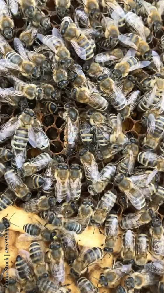 The life of the bee family in the middle of the hive The life of the bee family in the middle of the hive