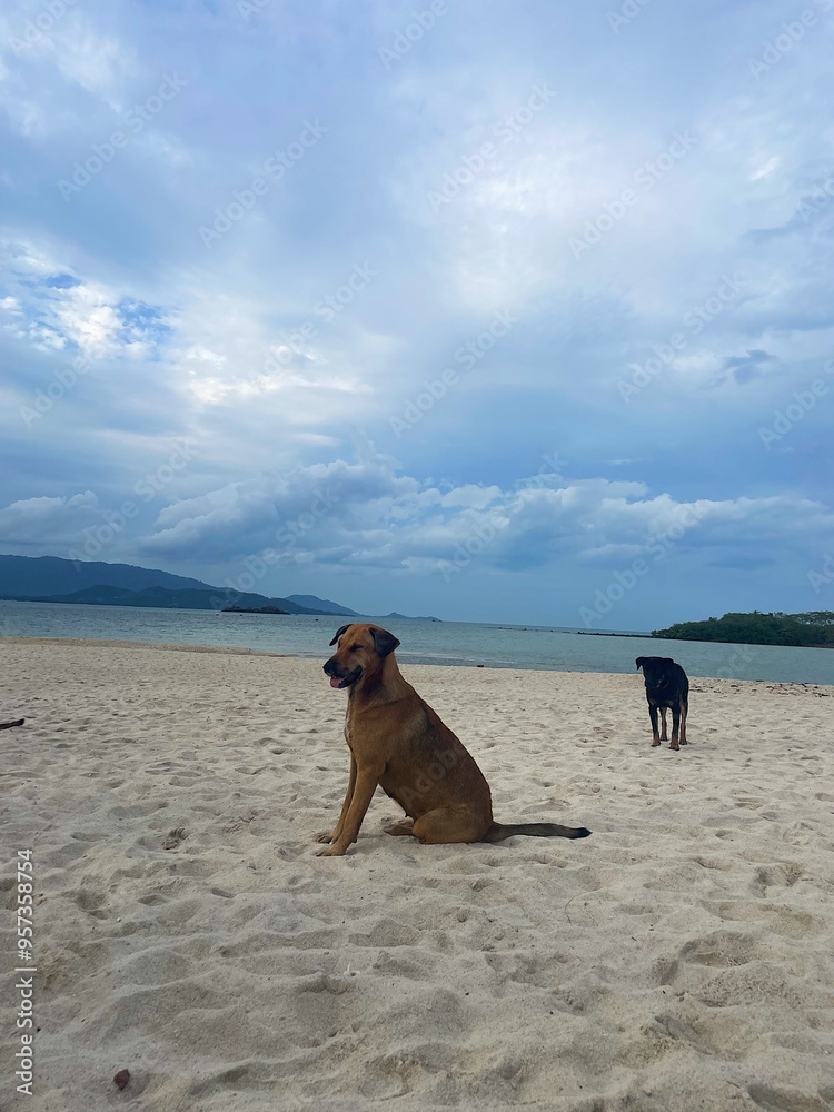 Dog enjoying a cloudy day at the beach Dog enjoying a cloudy day at the beach